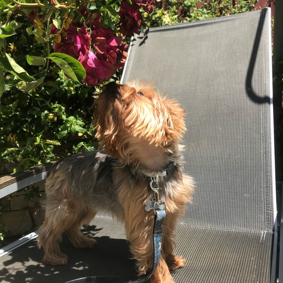 Meet your posher, Samantha! - Picture 4 of 4